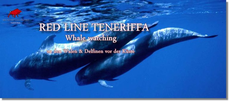 Besuchen sie mit uns die Wale und Delfine vor der Küste Teneriffas.
